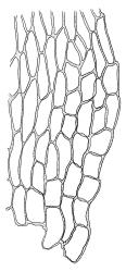 Amblystegium serpens, alar cells. Drawn from K.W. Allison 310, CHR 570689 A.
 Image: R.C. Wagstaff © Landcare Research 2014 